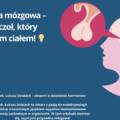 Przysadka mózgowa  – mały gruczoł o ogromnym znaczeniu